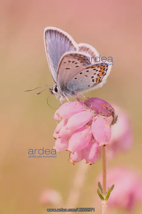 : Silver-studded Blue (Plebejus argus) male drink : Silver-studded Blue (Plebejus argus) male drink