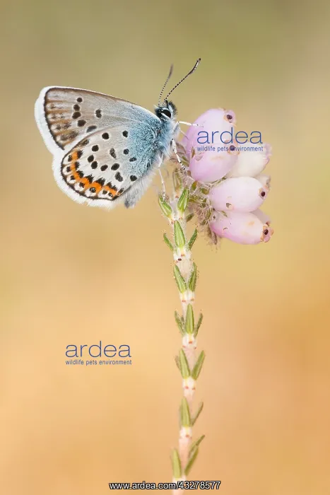 : Silver-studded Blue (Plebejus argus) male resti : Silver-studded Blue (Plebejus argus) male resti