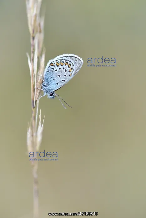 : Grass. Silver-studded Blue (Plebejus argus) male resting on unidentified blade of grass : Grass. Silver-studded Blue (Plebejus argus) male resting on unidentified blade of grass