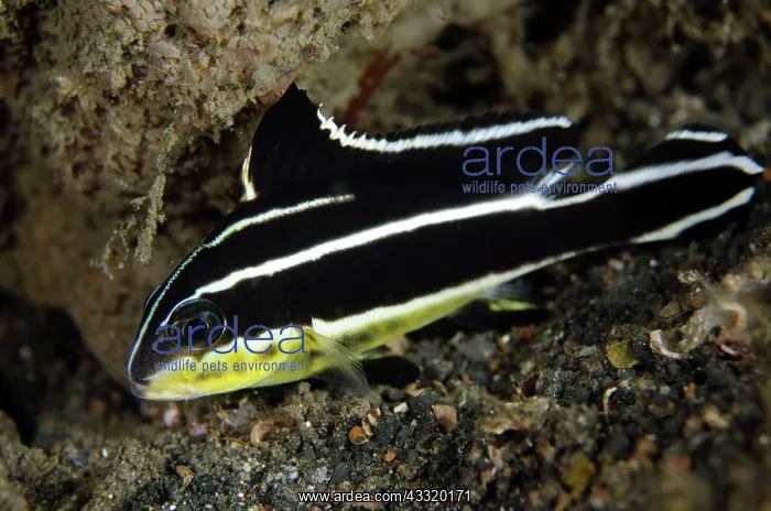  : Silver Sweetlips - Juvenile on night dive