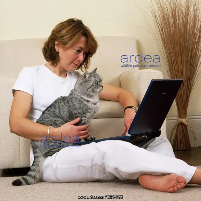 : Silver Tabby Cat - with girl & laptop computer : Silver Tabby Cat - with girl & laptop computer