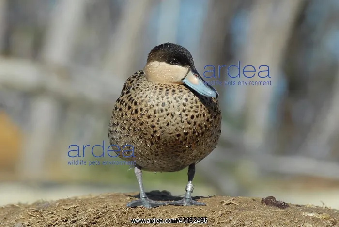 : Silver Teal : Silver Teal
