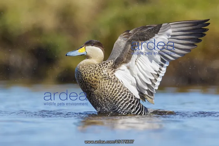 : Silver Teal (Anas versicolor) swimming on a small pond in the Falkland Islands : Silver Teal (Anas versicolor) swimming on a small pond in the Falkland Islands