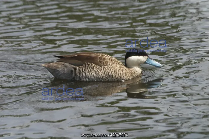 : Silver Teal - in water : Silver Teal - in water