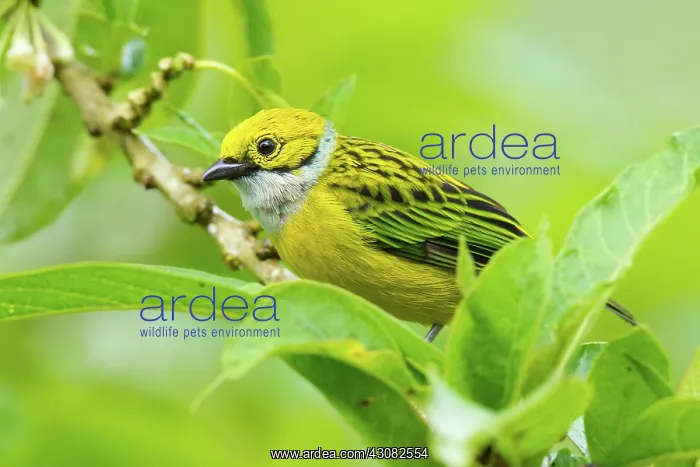 : Silver-throated Tanager : Silver-throated Tanager
