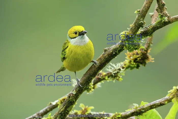 : Silver-throated Tanager : Silver-throated Tanager