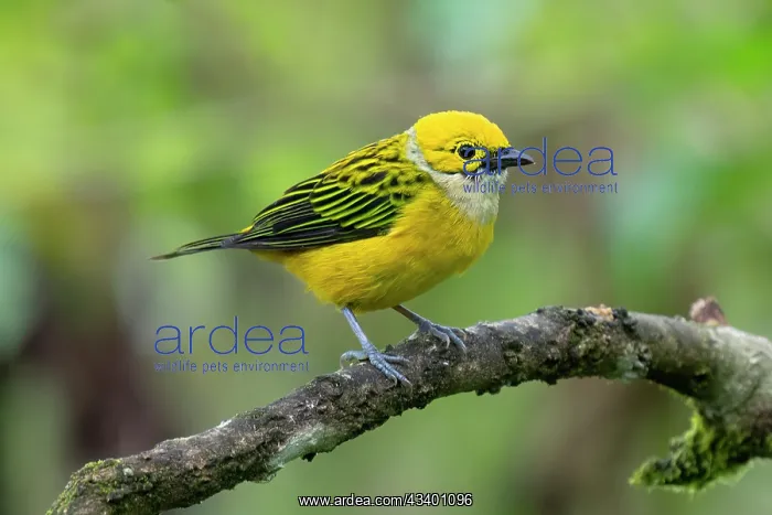 : Silver-throated tanager, Tangara icterocephala : Silver-throated tanager, Tangara icterocephala