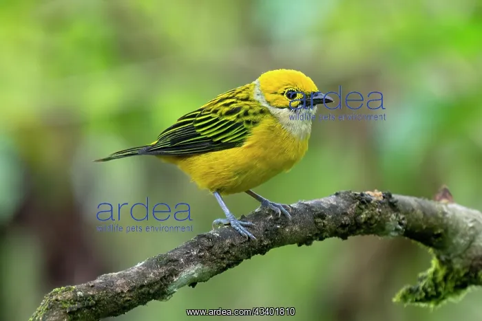 : Silver-throated tanager, Tangara icterocephala : Silver-throated tanager, Tangara icterocephala