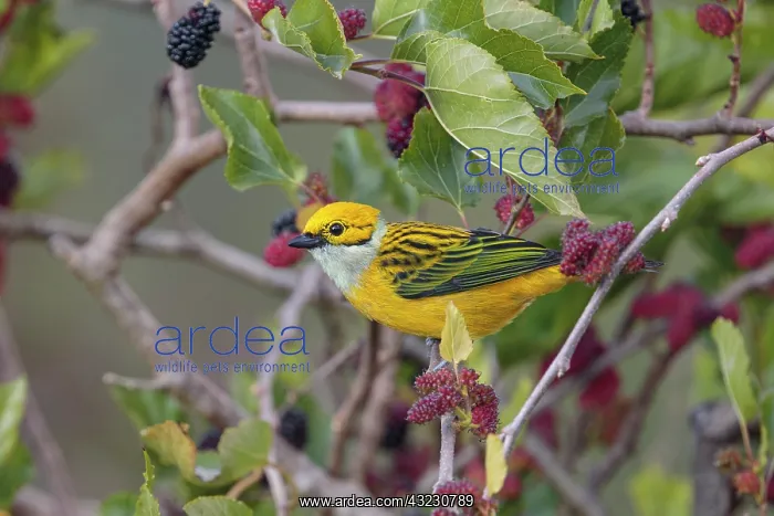 : Silver-throated tanager Tangara icterocephala Feeding : Silver-throated tanager Tangara icterocephala Feeding