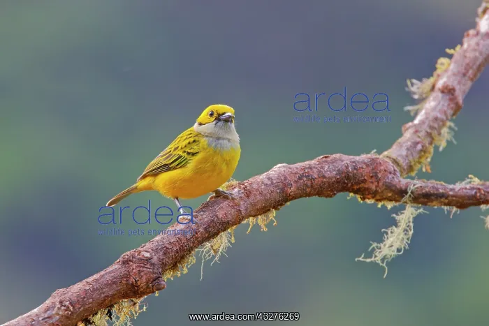 : Silver Throated Tanager Tangara icterocephala San Gerardo de : Silver Throated Tanager Tangara icterocephala San Gerardo de