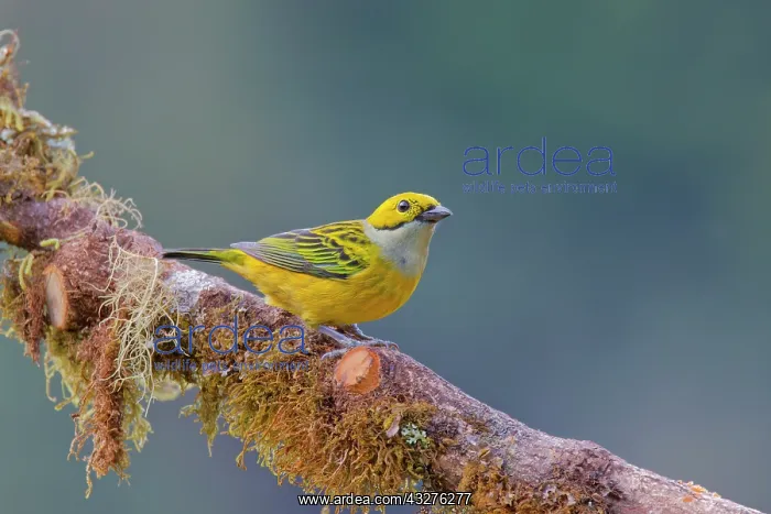  : Silver Throated Tanager Tangara icterocephala San Gerardo de