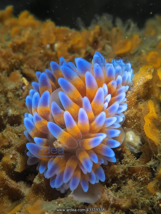 : Silver tip nudibranch (Janolus capensis), nudibranch : Silver tip nudibranch (Janolus capensis), nudibranch