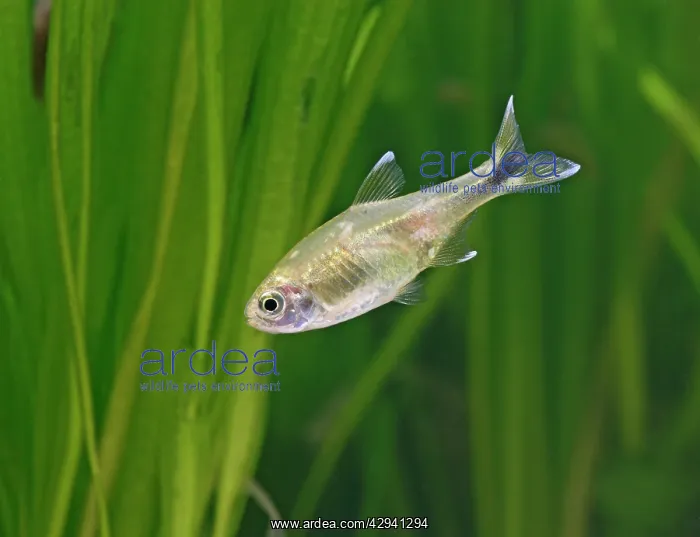 : Silver tipped tetra - side view, tropical freshwater : Silver tipped tetra - side view, tropical freshwater
