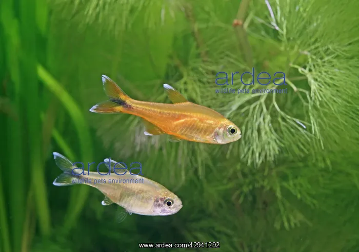 : Silver tipped tetras - side view, tropical freshwater : Silver tipped tetras - side view, tropical freshwater