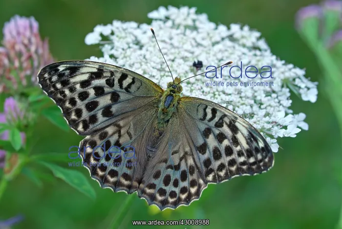 : Silver Washed Fritillary : Silver Washed Fritillary