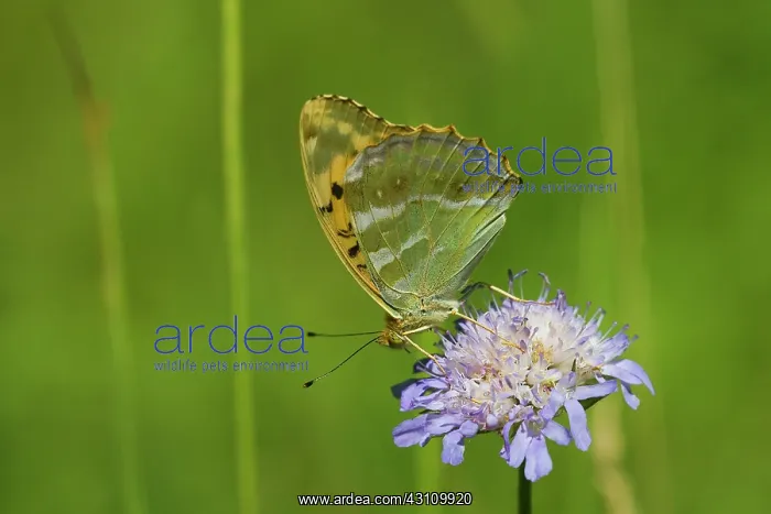 : Silver-washed Fritillary : Silver-washed Fritillary