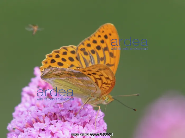 : Silver-washed Fritillary : Silver-washed Fritillary