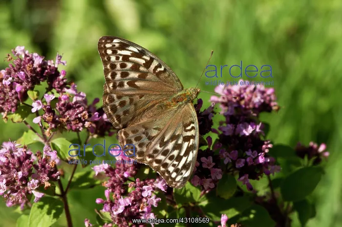: Silver-washed Fritillary (Argynnis paphia) female : Silver-washed Fritillary (Argynnis paphia) female