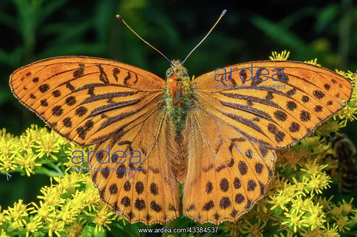 : Silver-washed fritillary (Argynnis paphia) placed : Silver-washed fritillary (Argynnis paphia) placed