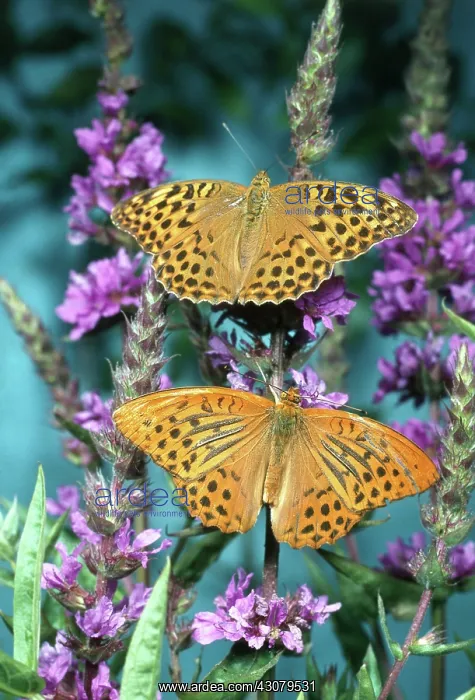 : Silver-washed fritillary butterfly : Silver-washed fritillary butterfly