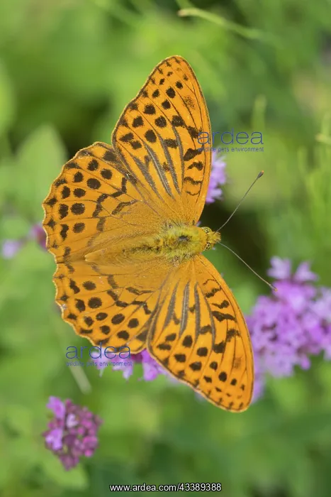 : Silver-washed Fritillary Butterfly : Silver-washed Fritillary Butterfly
