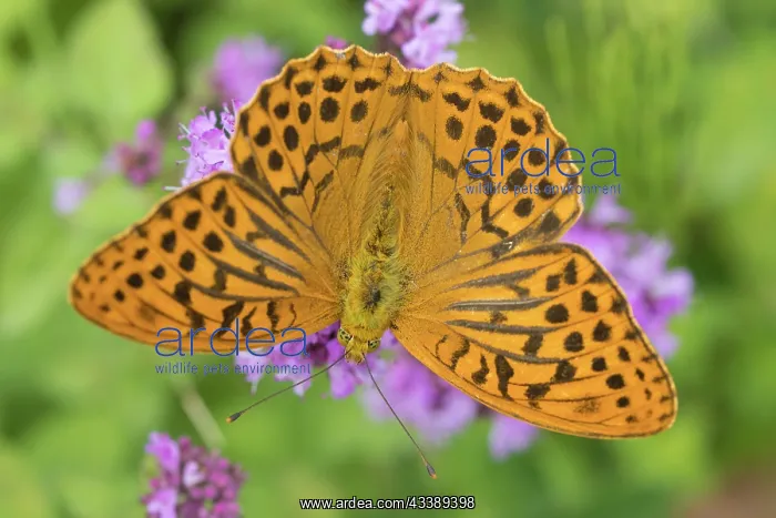 : Silver-washed Fritillary Butterfly : Silver-washed Fritillary Butterfly
