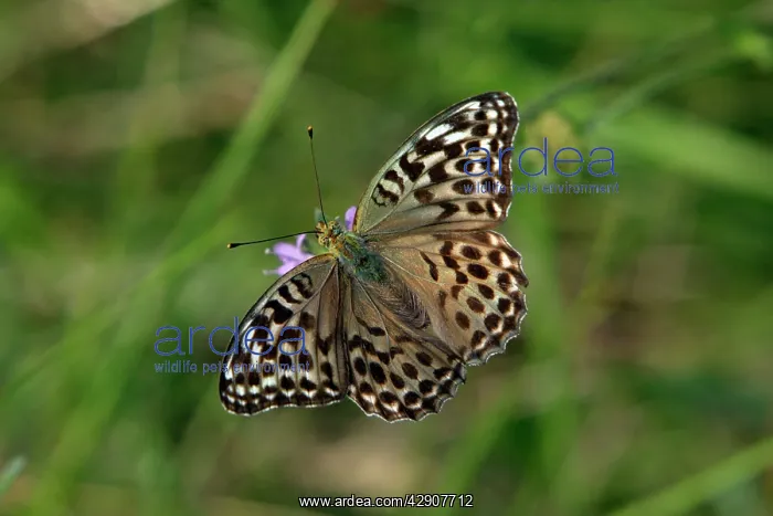 : Silver-washed Fritillary Butterfly - Darker coloured : Silver-washed Fritillary Butterfly - Darker coloured
