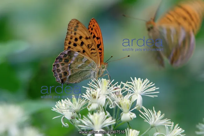 : Silver-washed Fritillary Butterfly - feeding on : Silver-washed Fritillary Butterfly - feeding on