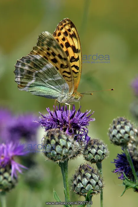 : Silver-washed Fritillary Butterfly - feeding on : Silver-washed Fritillary Butterfly - feeding on