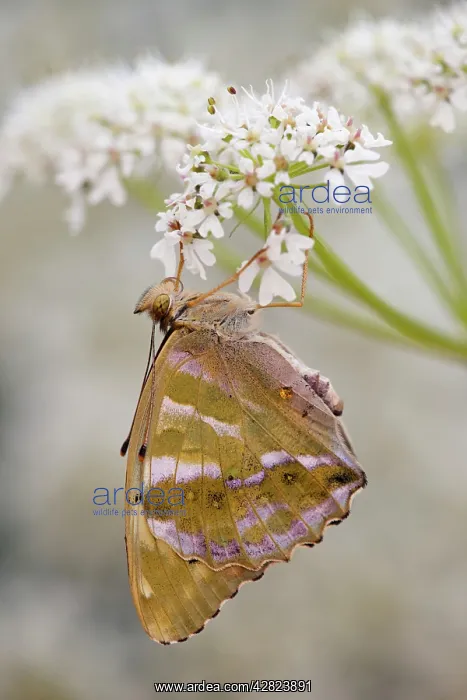 : Silver Washed Fritillary Butterfly - female on hogweed : Silver Washed Fritillary Butterfly - female on hogweed