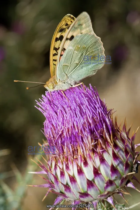 : Silver-washed Fritillary - Butterfly gathering : Silver-washed Fritillary - Butterfly gathering