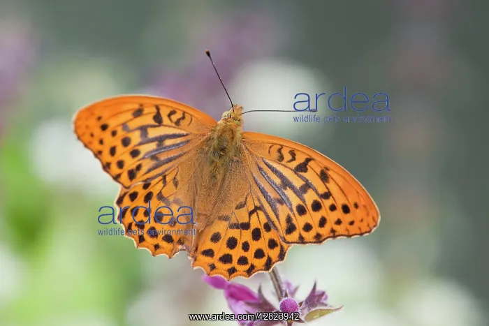 : Silver Washed Fritillary Butterfly - male : Silver Washed Fritillary Butterfly - male