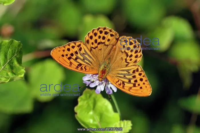 : Silver-washed Fritillary Butterfly - with wings : Silver-washed Fritillary Butterfly - with wings