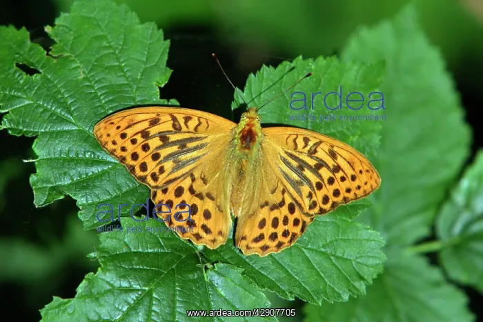 : Silver-washed Fritillary Butterfly - with wings : Silver-washed Fritillary Butterfly - with wings