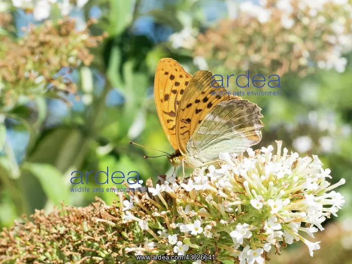 : Silver-washed fritillary - feeding on buddllea - France : Silver-washed fritillary - feeding on buddllea - France