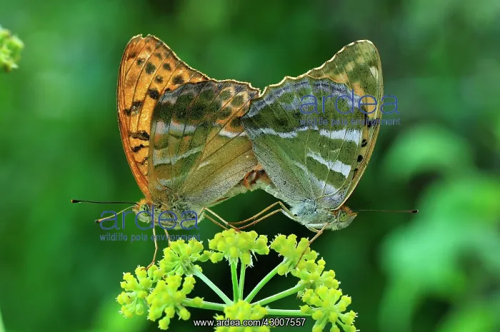 : Silver Washed Fritillary mating : Silver Washed Fritillary mating