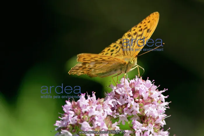 : Silver-Washed Fritillary - Sitting on a pink flower : Silver-Washed Fritillary - Sitting on a pink flower
