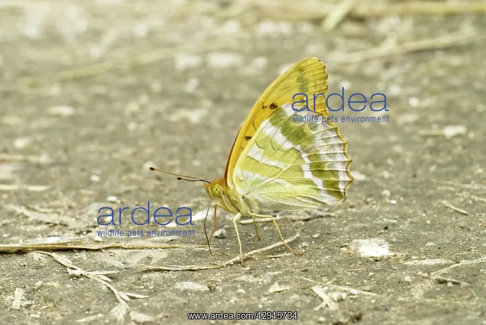 : Silver-washed Fritillary - Taking minerals from ground : Silver-washed Fritillary - Taking minerals from ground