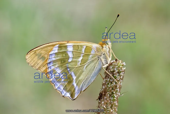 : Silver-washed fritillary - Underside, resting on seed head : Silver-washed fritillary - Underside, resting on seed head