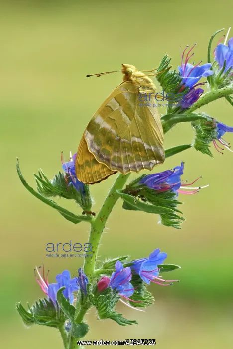 : Silver-washed fritillary - Underside, resting on : Silver-washed fritillary - Underside, resting on