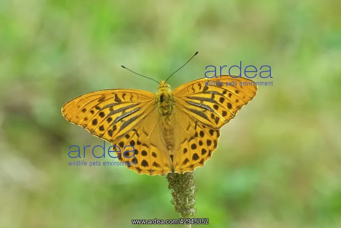 : Silver-washed fritillary - Upperside, male : Silver-washed fritillary - Upperside, male