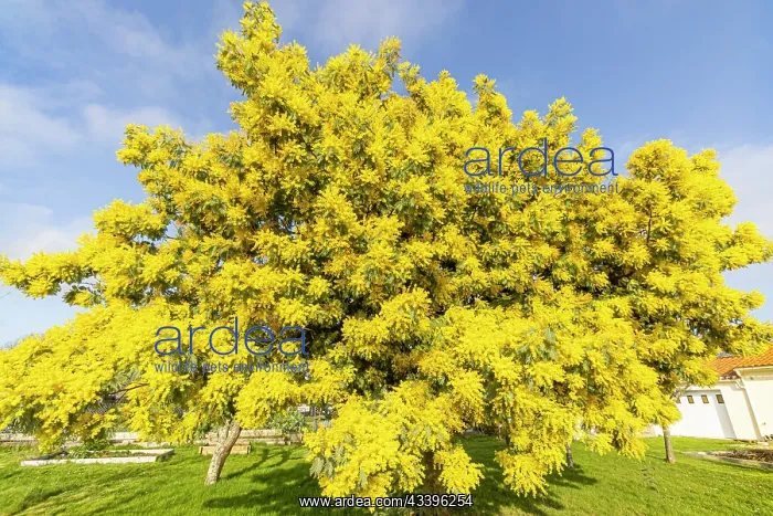 : Silver wattle (Acacia dealbata) in bloom : Silver wattle (Acacia dealbata) in bloom