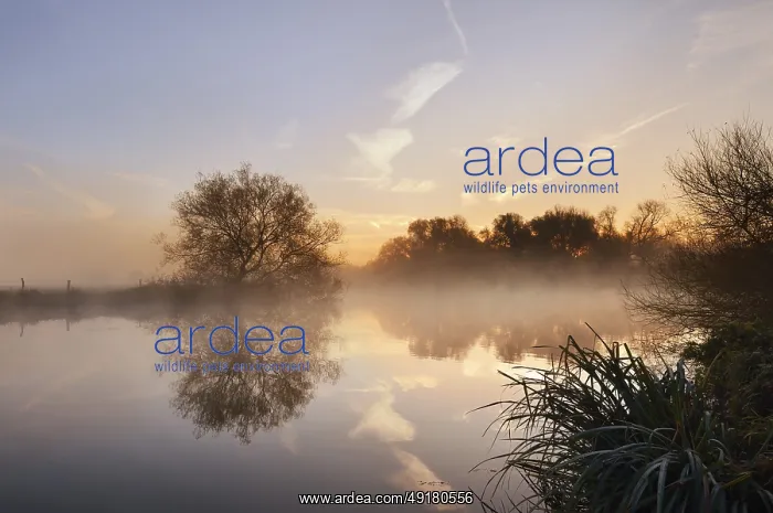 : Silver willow (Salix alba) by the river Lippe in the morning mist at sunrise : Silver willow (Salix alba) by the river Lippe in the morning mist at sunrise