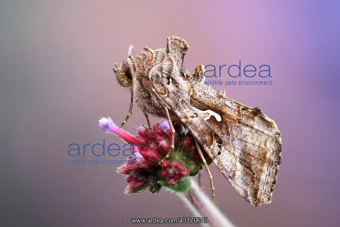 : Silver Y. Side view of Silver Y (Autographa gamma) resting on unidentified violet flower : Silver Y. Side view of Silver Y (Autographa gamma) resting on unidentified violet flower