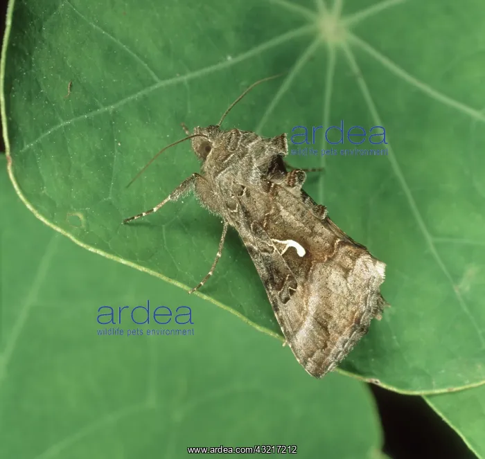 : Silver Y moth : Silver Y moth