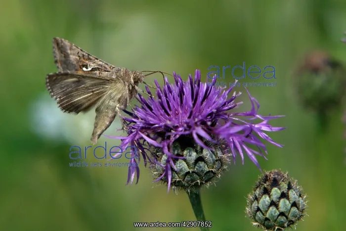 : Silver Y Moth - feeding on Greater Knapweed flower : Silver Y Moth - feeding on Greater Knapweed flower