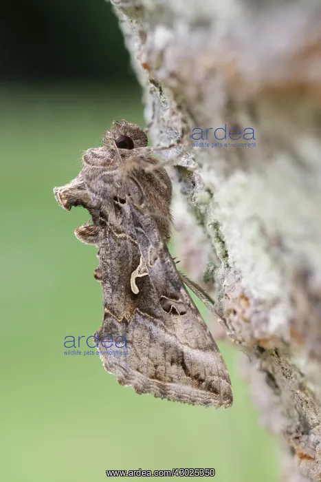 : Silver y moth at rest, Norfolk UK : Silver y moth at rest, Norfolk UK