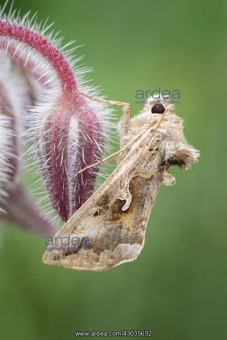 : Silver y moth resting on Borage, Norfolk UK : Silver y moth resting on Borage, Norfolk UK