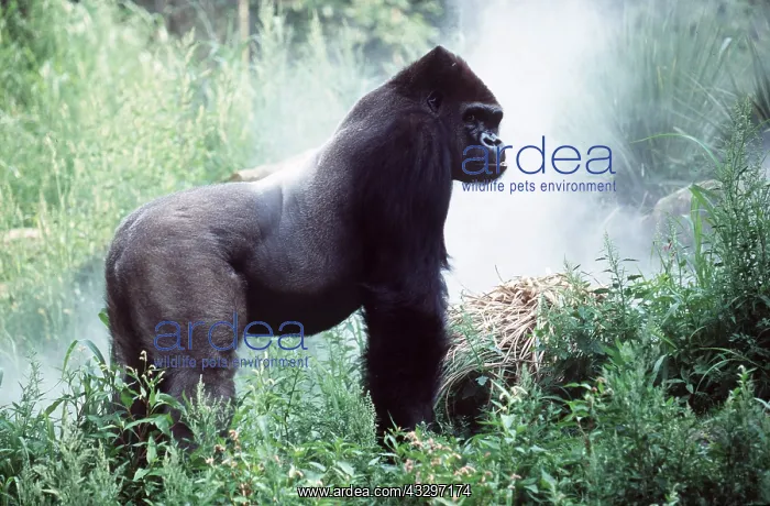 : SILVERBACK GORILLA - male : SILVERBACK GORILLA - male
