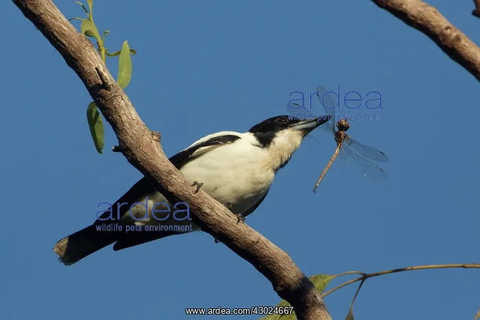 : Silverbacked Butcherbird with a dragonfly perched on a : Silverbacked Butcherbird with a dragonfly perched on a